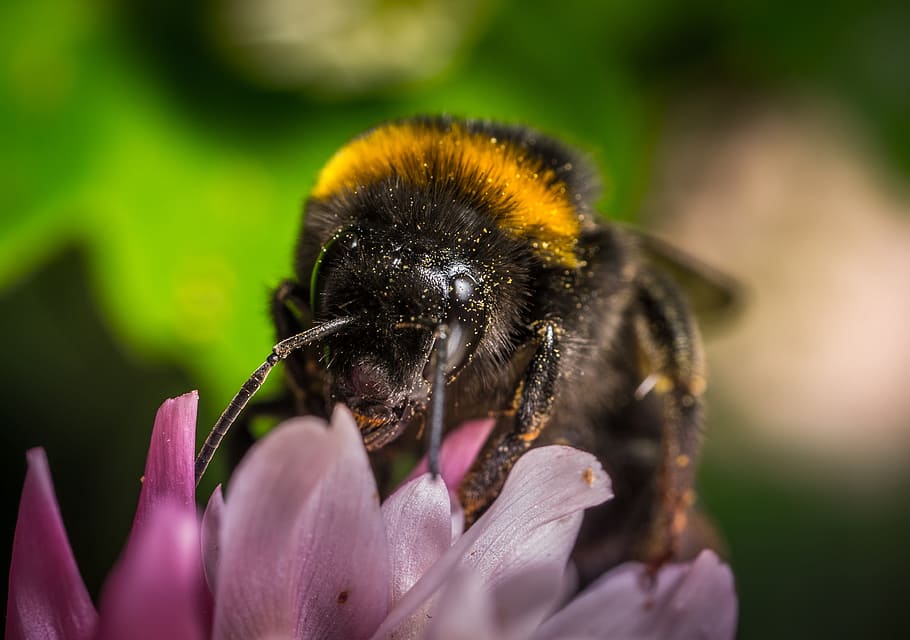 bumblebee, insect, nature, macro, flower, flowering plant, animal themes HD wallpaper