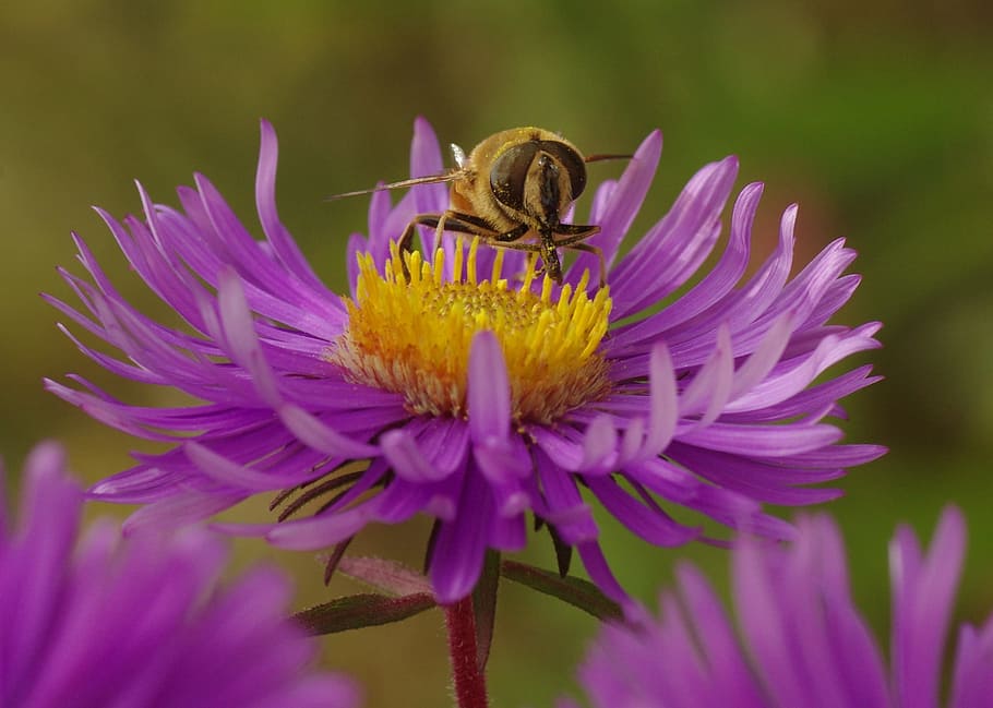 bee, insect, blossom, bloom, aster, violet, herbstaster, close HD wallpaper