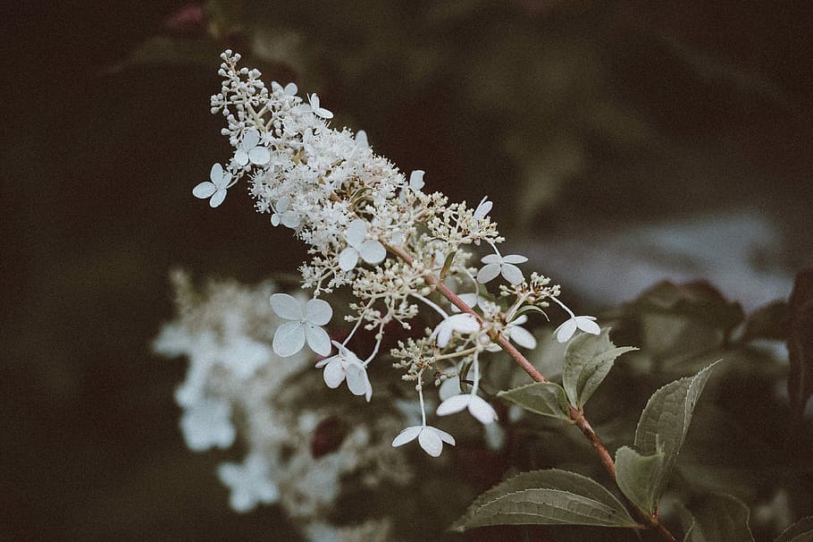 shallow focus photography of white flowers, garden, leaf, dark HD wallpaper