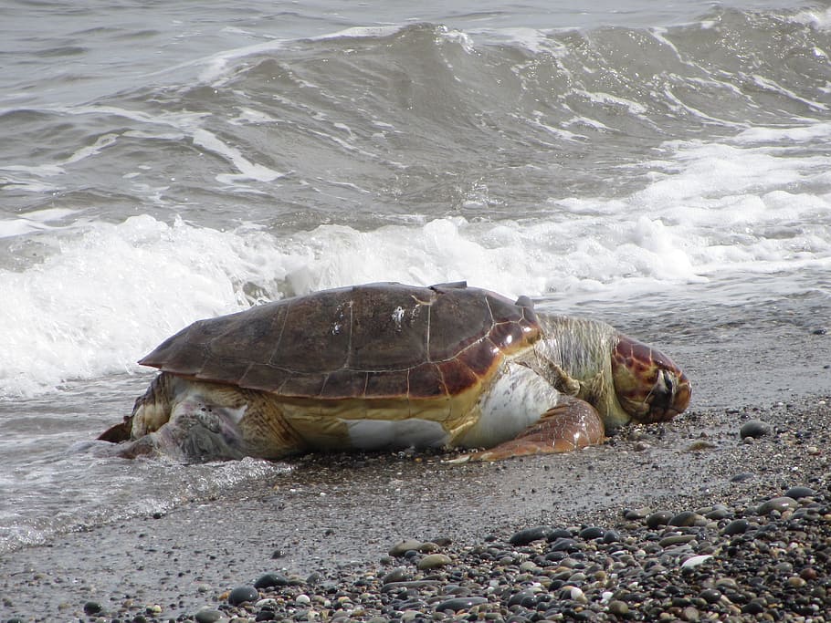 Turtle, Beach, Olive, Tortoise, olive tortoise, one animal HD wallpaper