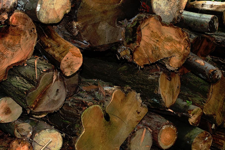 wood, forest, log, tree, nature, annual rings, brown, tree trunks HD wallpaper