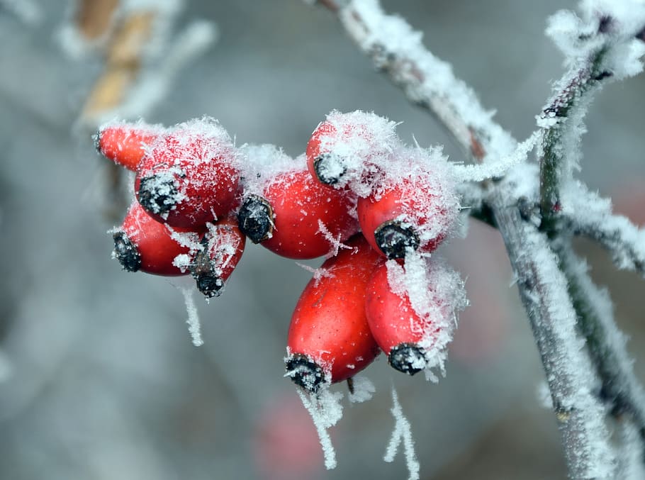 Rose Hip, Winter, Cold, Nature, red, frost, snow, iced, eiskristalle HD wallpaper