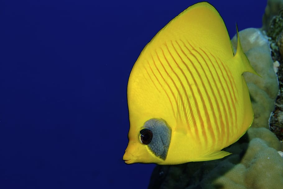 yellow tang fish, Diving, one animal, underwater, sea life HD wallpaper