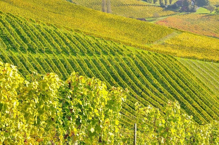 green leafed vine yard, southern styria, wine, agriculture HD wallpaper