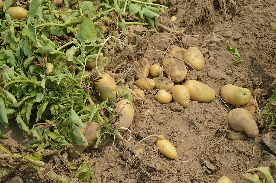brown potatoes on ground, harvest, crop, farm, garden, organic, HD wallpaper