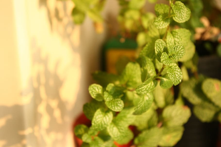 mint, plant, green plants, close-up, green color, leaf, freshness HD wallpaper