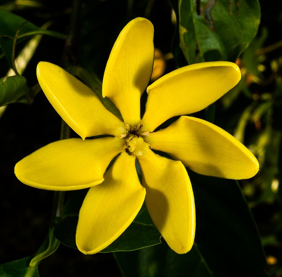 blossom, bloom, yellow, public record, nature, plant, flower HD wallpaper