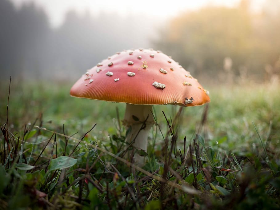 close up photography of red mushroom, autumn, toadstool, white HD wallpaper