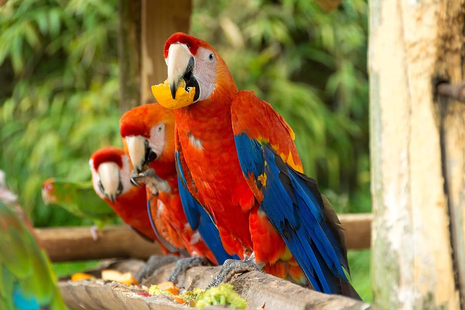 closeup photography of three orange, blue and yellow macaws perching on twig HD wallpaper