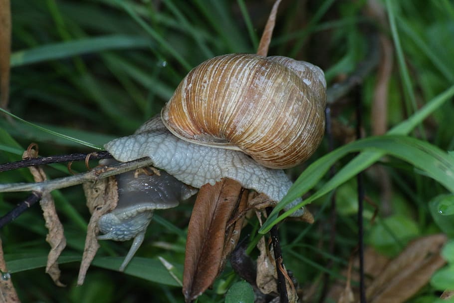 Snail, Grass, Conch, green, one animal, animal shell, animal themes HD wallpaper