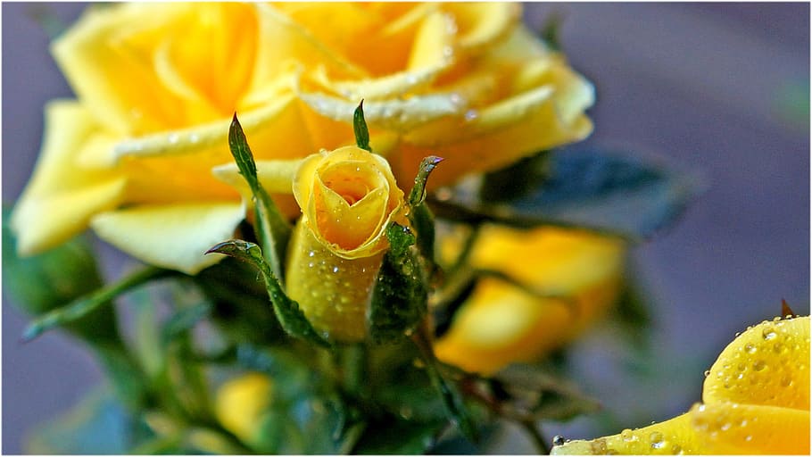 flower, nature, leaf, plant, color, close-up, yellow, animal themes HD wallpaper