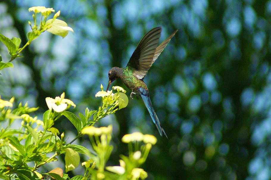 aviary, bird, nectar, flight, fly, soar, beauty, animals in the wild HD wallpaper