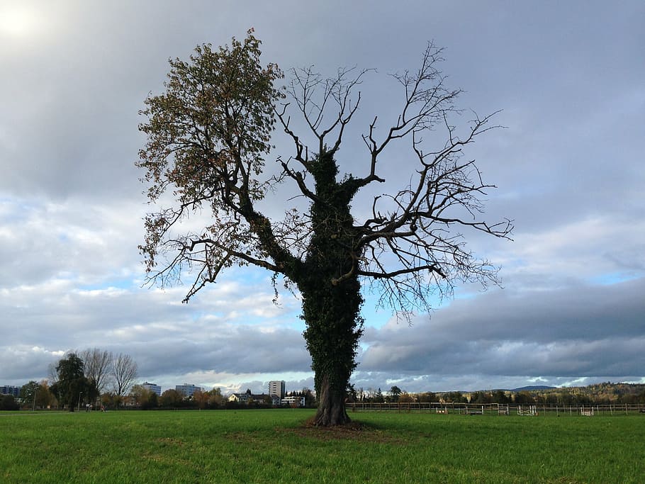 tree, meadow, grass, nature, old, abendstimmung, sky, cloud - sky HD wallpaper