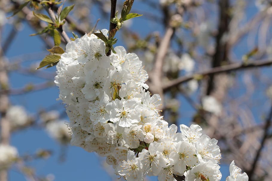flower, tree, nature, plant, apple blossom, bud, leaves, spring flower HD wallpaper