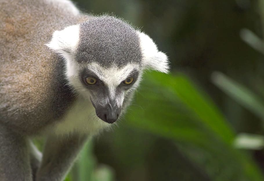 Lemur, Animal, Madagascar, animals in the wild, animal wildlife HD wallpaper