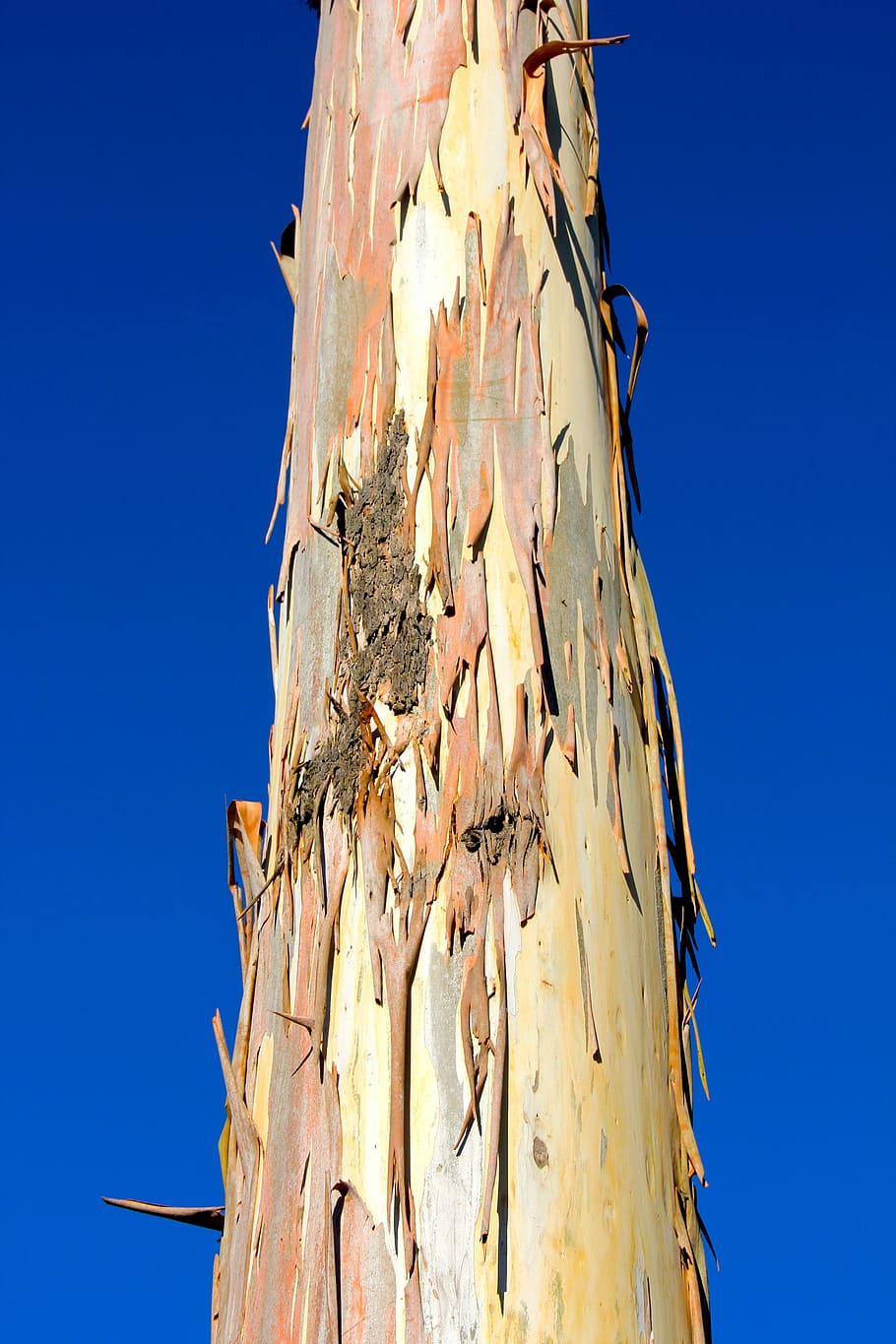 tribe, tree, log, tree bark, low angle view, clear sky, blue HD wallpaper