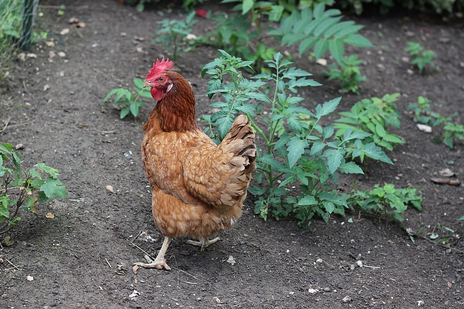 hen, hens, cock, farm, animal, henna, horse, head, bird, poultry HD wallpaper