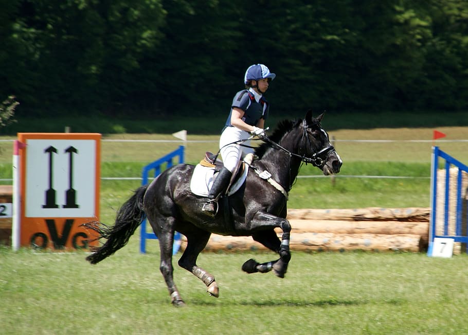 Ride, Horse, Reiter, Competition, equestrian, tournament, jump