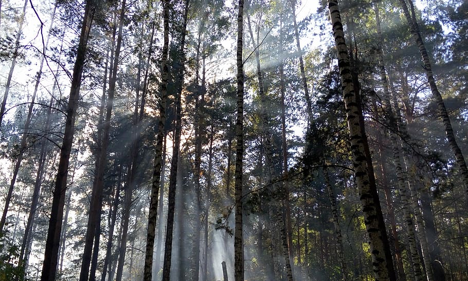 light, forest, the sun's rays, day, morning, tree, plant, land HD wallpaper