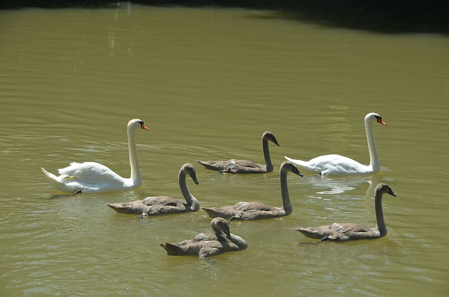 animals, swans, cygnets, animals in the wild, animal wildlife HD wallpaper