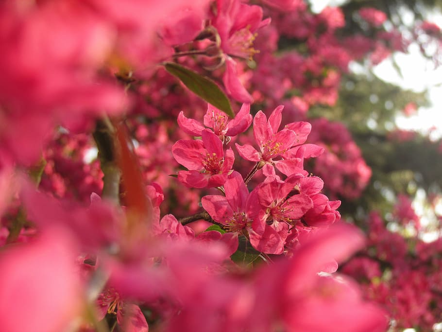 fuzzy, flower, spring, nature, colors, pink, white, flowers HD wallpaper