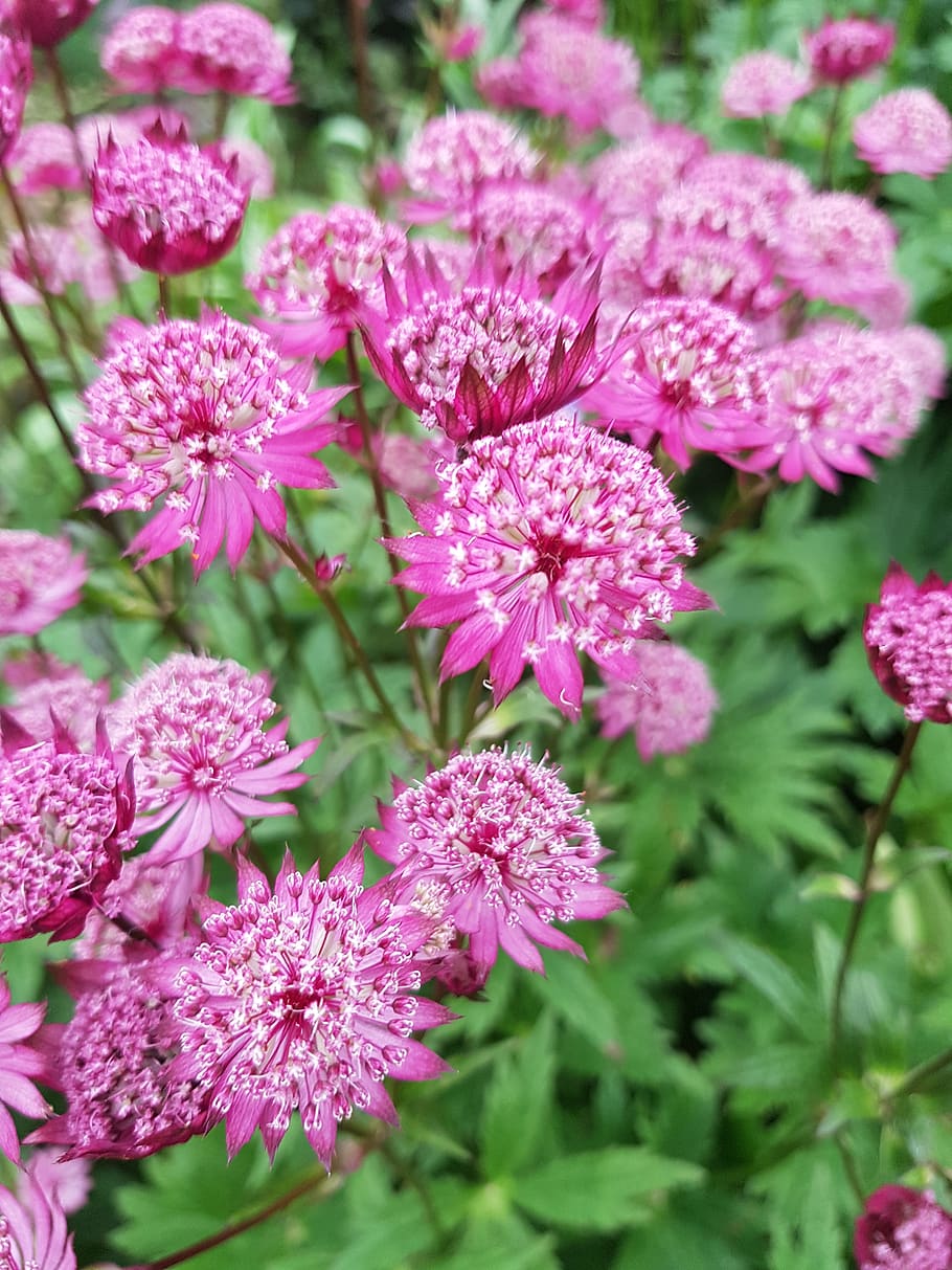 pink, flowers, bee, flowering plant, vulnerability, beauty in nature HD wallpaper