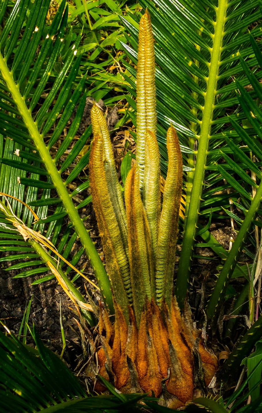 palm, palm tree, new drives, plant, growth, nature, green color HD wallpaper