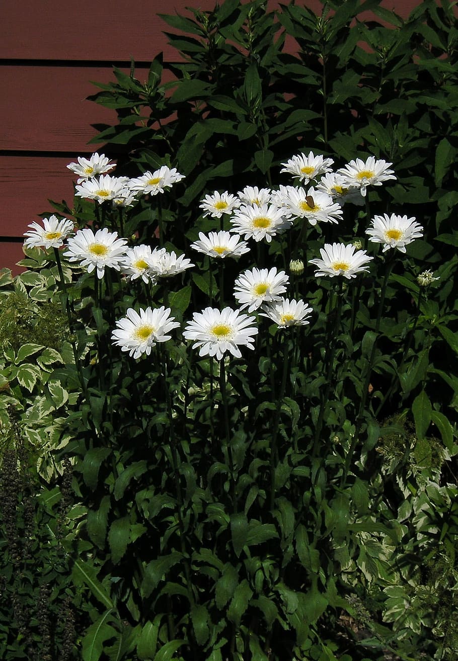 White, Daisy, Daisy, Group, Flower, Beauty, nature, candid HD wallpaper
