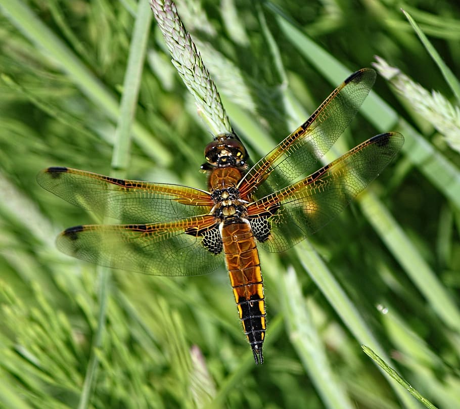 dragonfly, insect, nature, wing, summer, invertebrate, one animal HD wallpaper