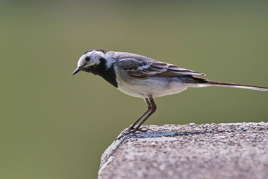 bird, sparrow, sperling, feather, garden, one animal, animal wildlife HD wallpaper