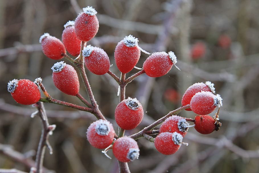 Rosehips, Haws, Red, Berry, Wild, dog-rose, brier, nature, frosted HD wallpaper