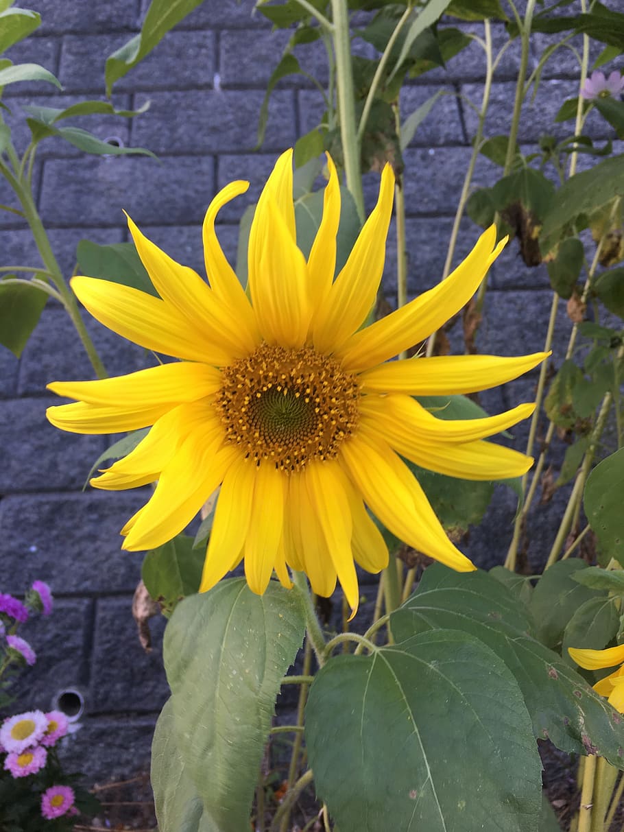 sunflower, yellow, one flower, flowering plant, fragility, vulnerability HD wallpaper