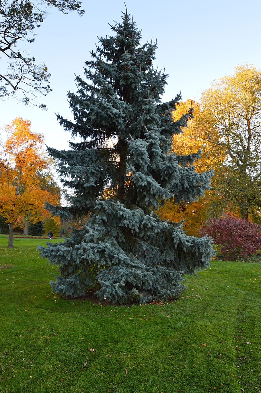 tree, spruce, evergreen, autumn, landscape, organic, agriculture HD wallpaper