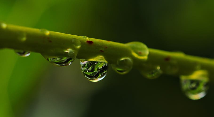 nature, water, transparent, blur, close-up, dew, drip, drop, drop of water HD wallpaper