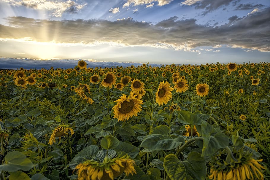 sunflower field during daytime, sunset, sky, clouds, landscape HD wallpaper