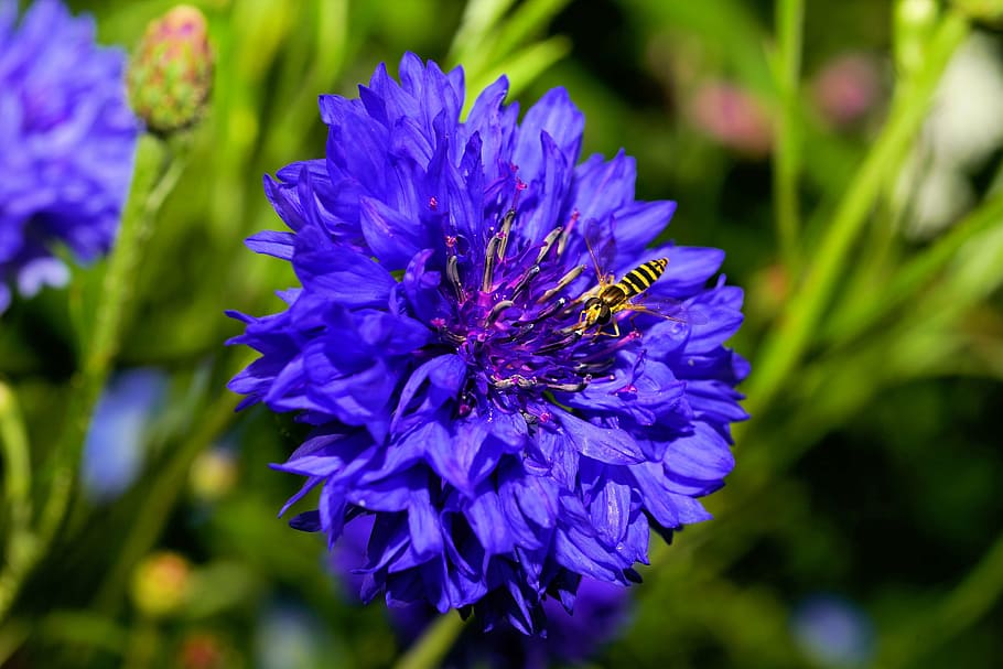 blossom, bloom, flower, cornflower, blue, nature, plant, summer flower HD wallpaper