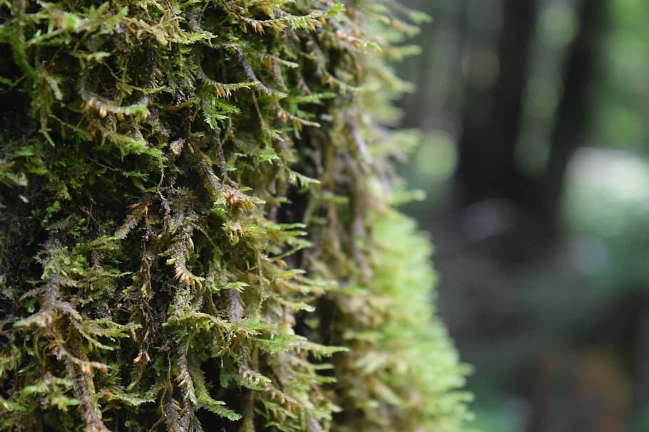 moss, nature, tree, green, forest, natural, plant, macro, texture HD wallpaper
