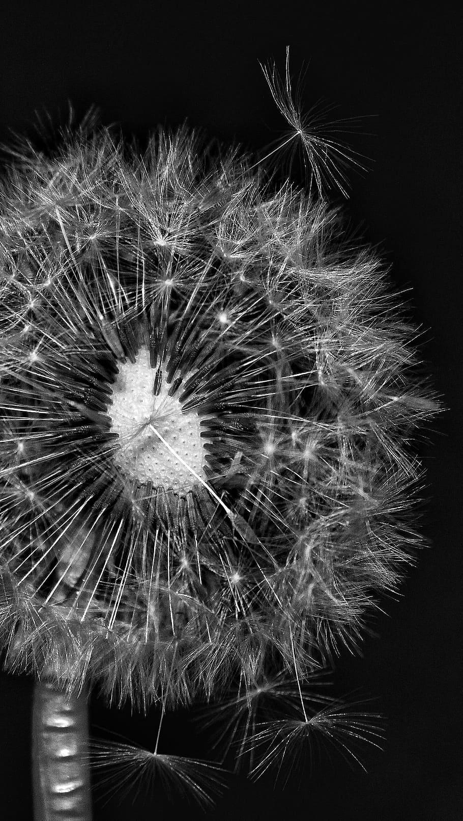 flower, nature, dandelion, flowering plant, vulnerability, fragility HD wallpaper