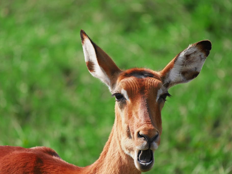 impala, animal portrait, chew, yawn, antelope, gazelle, wild animal, HD wallpaper