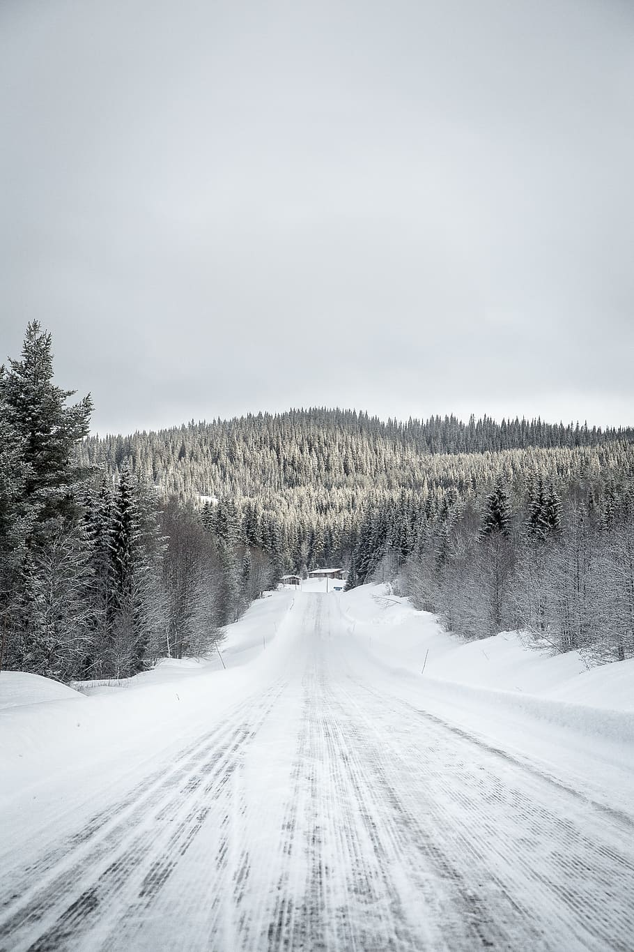 snow, white, winter, trees, plant, nature, forest, landscape HD wallpaper