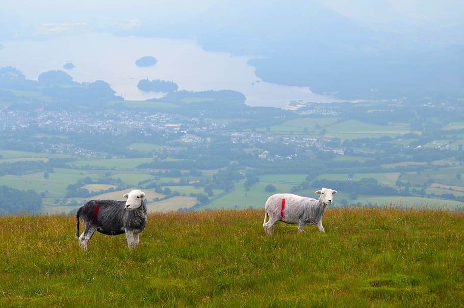 sheep, grazing, views, mountain, the nature of the, animals HD wallpaper