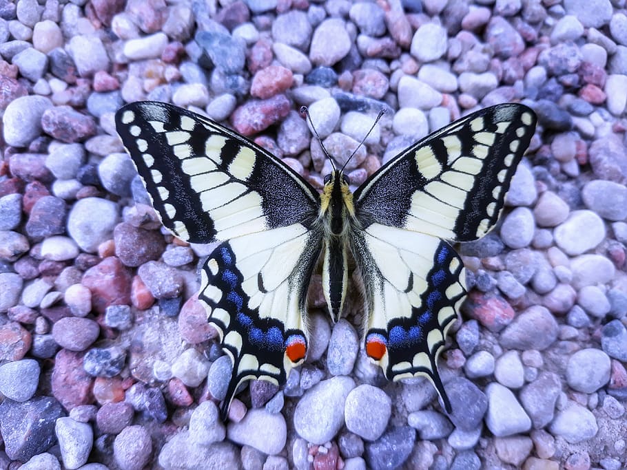 butterfly, the stones, beauty, insect, animal wing, animal wildlife, HD wallpaper