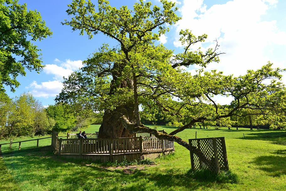 guillotin oak, old tree, old oak, forest, brocéliande, brittany