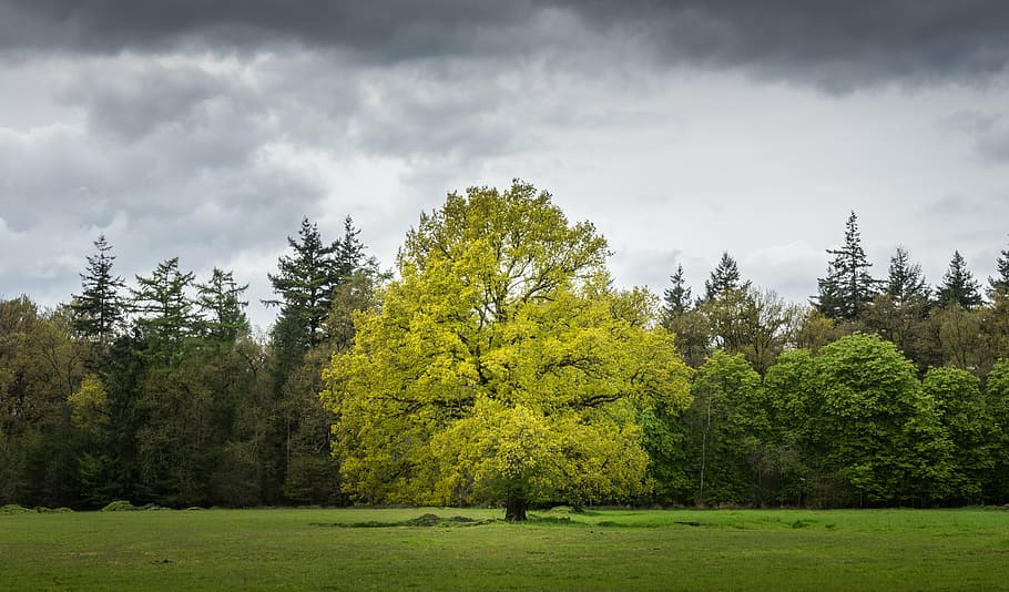 green leafed tree under cloudy sky during daytime, gray, plant HD wallpaper