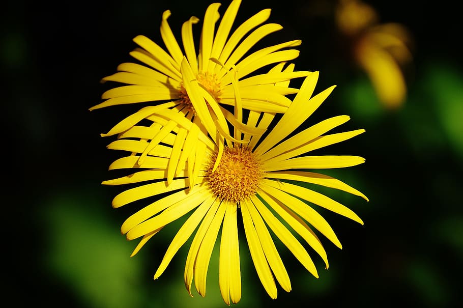 Flower, Spring, Yellow, pointed flower, close, beautiful, fragility HD wallpaper