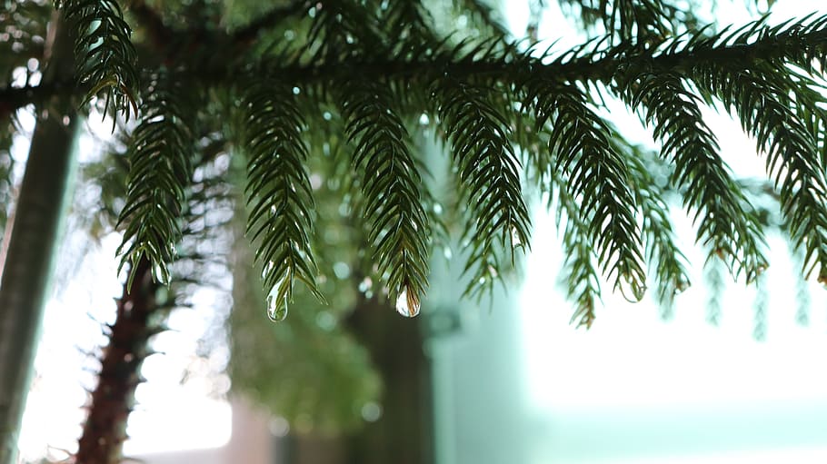 close-up of green palm tree, pine, sharp, water, rain, drop HD wallpaper