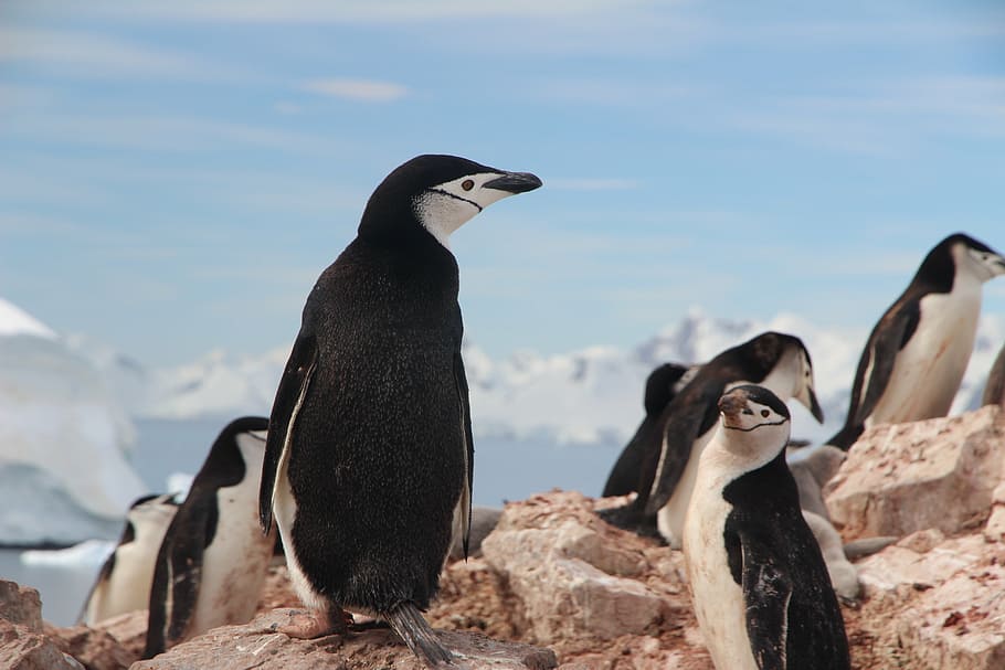 black-and-white penguins on brown rock, chinstrap penguin, antarctica HD wallpaper