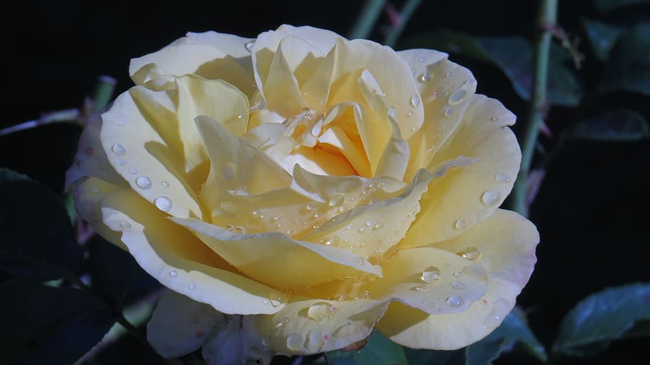 rose, rain, drip, blossom, bloom, raindrop, water, nature, rain drops HD wallpaper