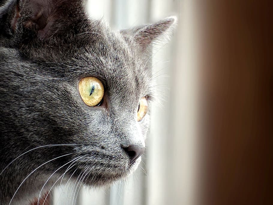cat, cute, animal, looking, fur, kitten, pet, face, adorable HD wallpaper