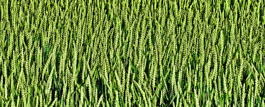 Corn, Field, Village, Harvest, agriculture, landscape, nature HD wallpaper